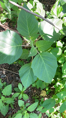 Datura innoxia