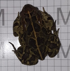 Sclerophrys pantherina