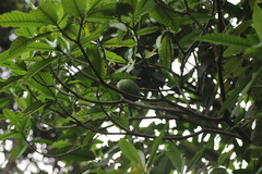 Tabernaemontana stapfiana