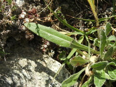 Biscutella laevigata