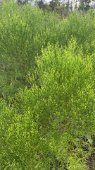 Baccharis angustifolia