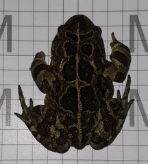 Sclerophrys pantherina