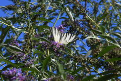 Iphiclides podalirius