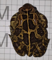 Sclerophrys pantherina