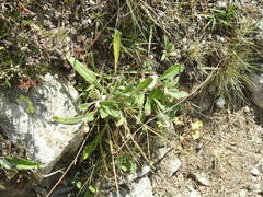 Biscutella laevigata