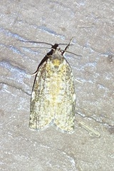 Choristoneura fumiferana