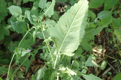 Galeopsis