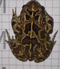 Sclerophrys pantherina