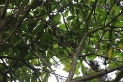 Tabernaemontana stapfiana