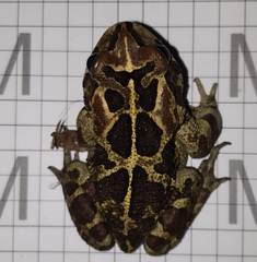 Sclerophrys pantherina