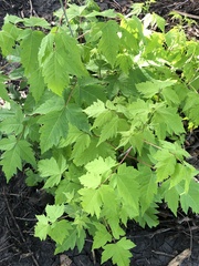 Acer glabrum