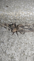 Araneae