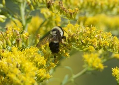 Bombus affinis