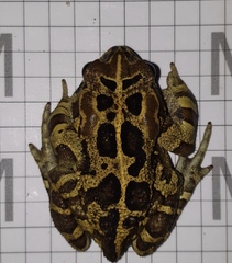 Sclerophrys pantherina