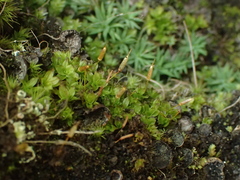 Encalypta microstoma