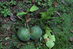 Tabernaemontana stapfiana