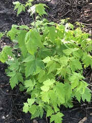 Acer glabrum