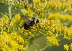 Bombus affinis
