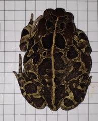 Sclerophrys pantherina