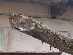 Sceloporus malachiticus