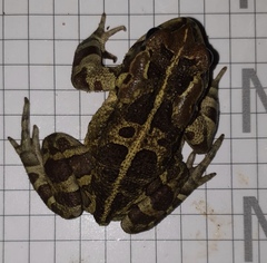 Sclerophrys pantherina