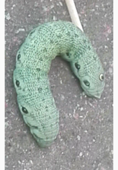 Proserpinus proserpina