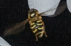 Lapposyrphus