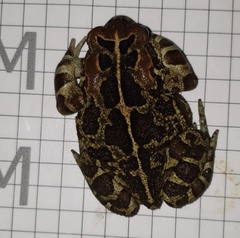 Sclerophrys pantherina