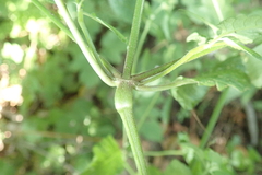 Galeopsis