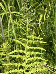 Thelypteris palustris