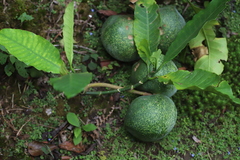 Tabernaemontana stapfiana