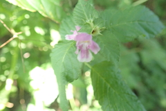Galeopsis
