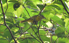 Loriotus luctuosus