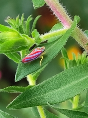 Graphocephala coccinea