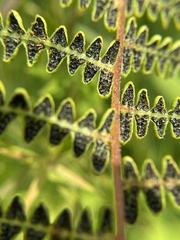 Thelypteris palustris