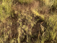 Muhlenbergia torreyi