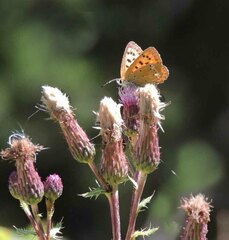 Lycaena virgaureae