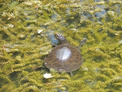 Apalone ferox