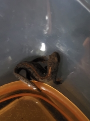 Ichthyosaura alpestris