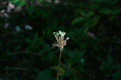 Allium decipiens
