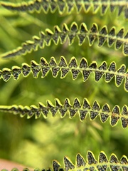 Thelypteris palustris