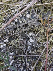 Peltigera rufescens