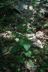 Scutellaria altissima
