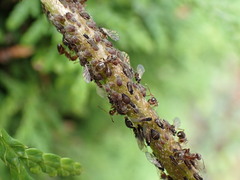 Aphis hederae