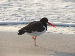 Haematopus palliatus