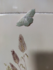 Campaea margaritaria