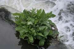Rumex hydrolapathum