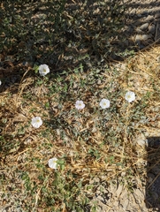 Convolvulus arvensis