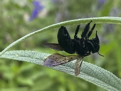 Xylocopa micans