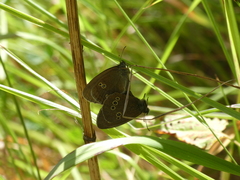 Aphantopus hyperantus